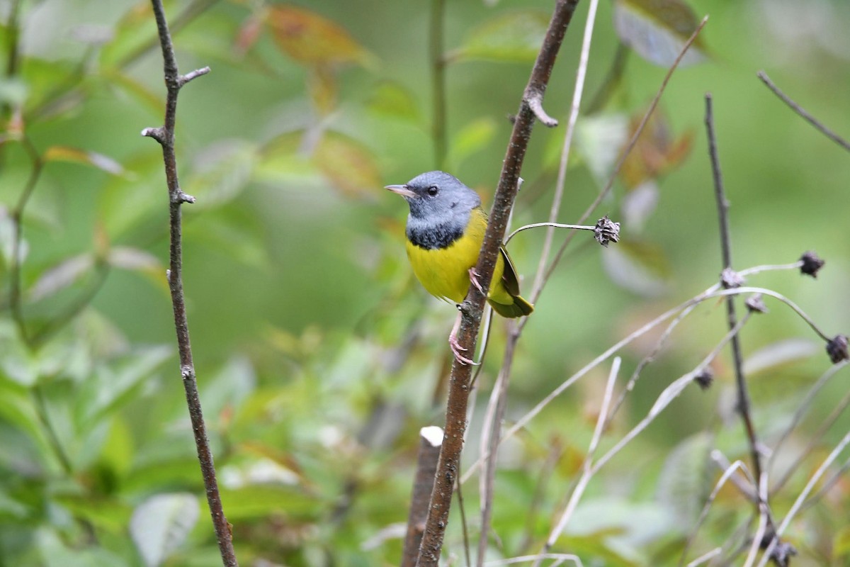 Mourning Warbler - ML584194941