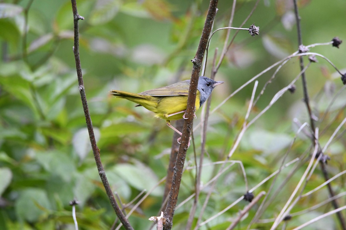 Mourning Warbler - ML584194951