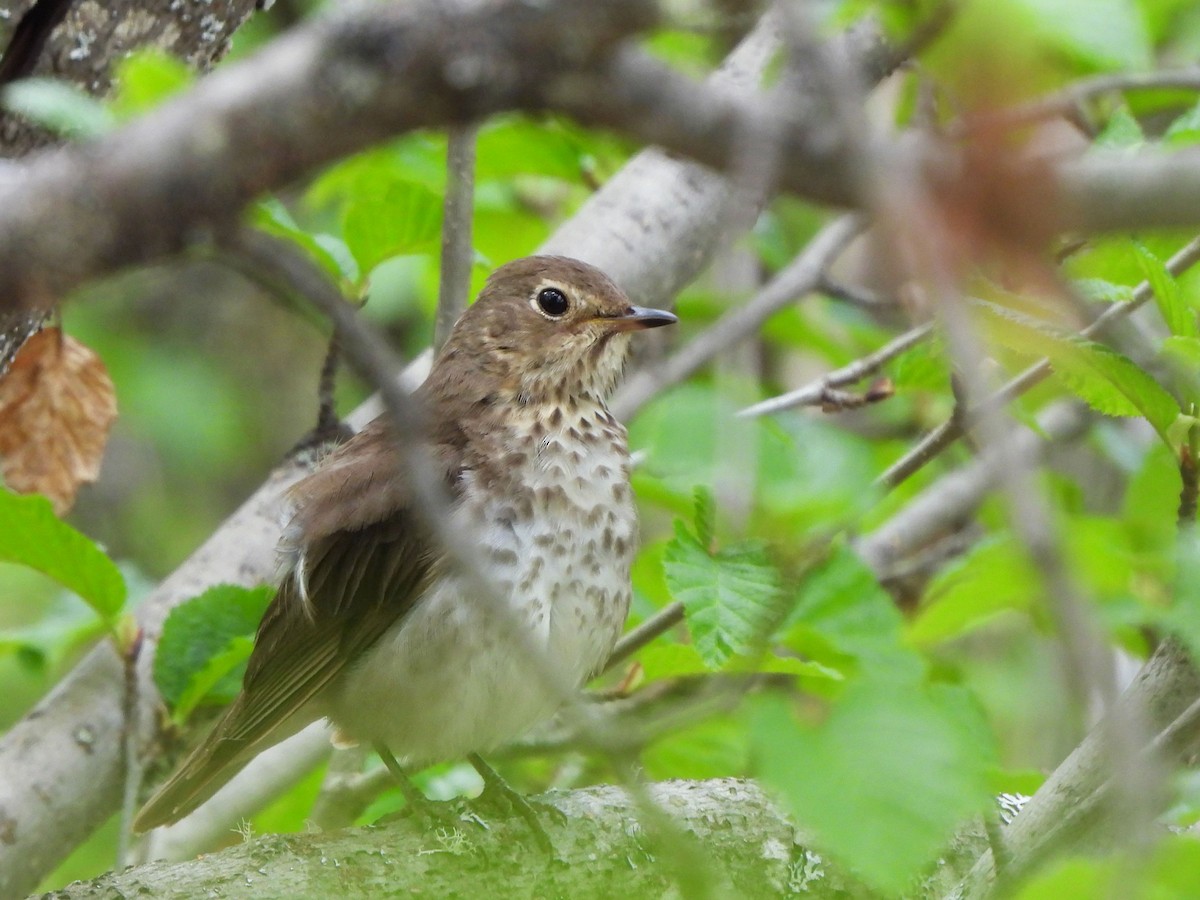 Swainson's Thrush - ML584195271