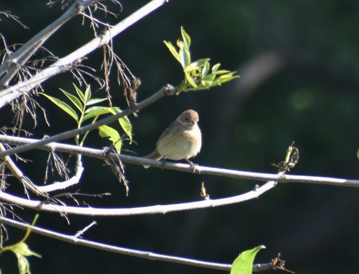 Indigo Bunting - ML584195681