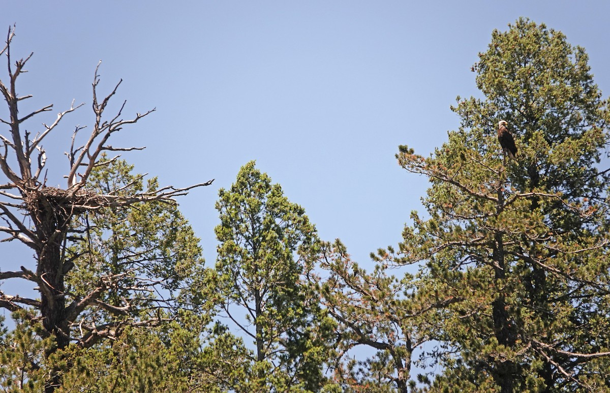 Bald Eagle - Diane Drobka