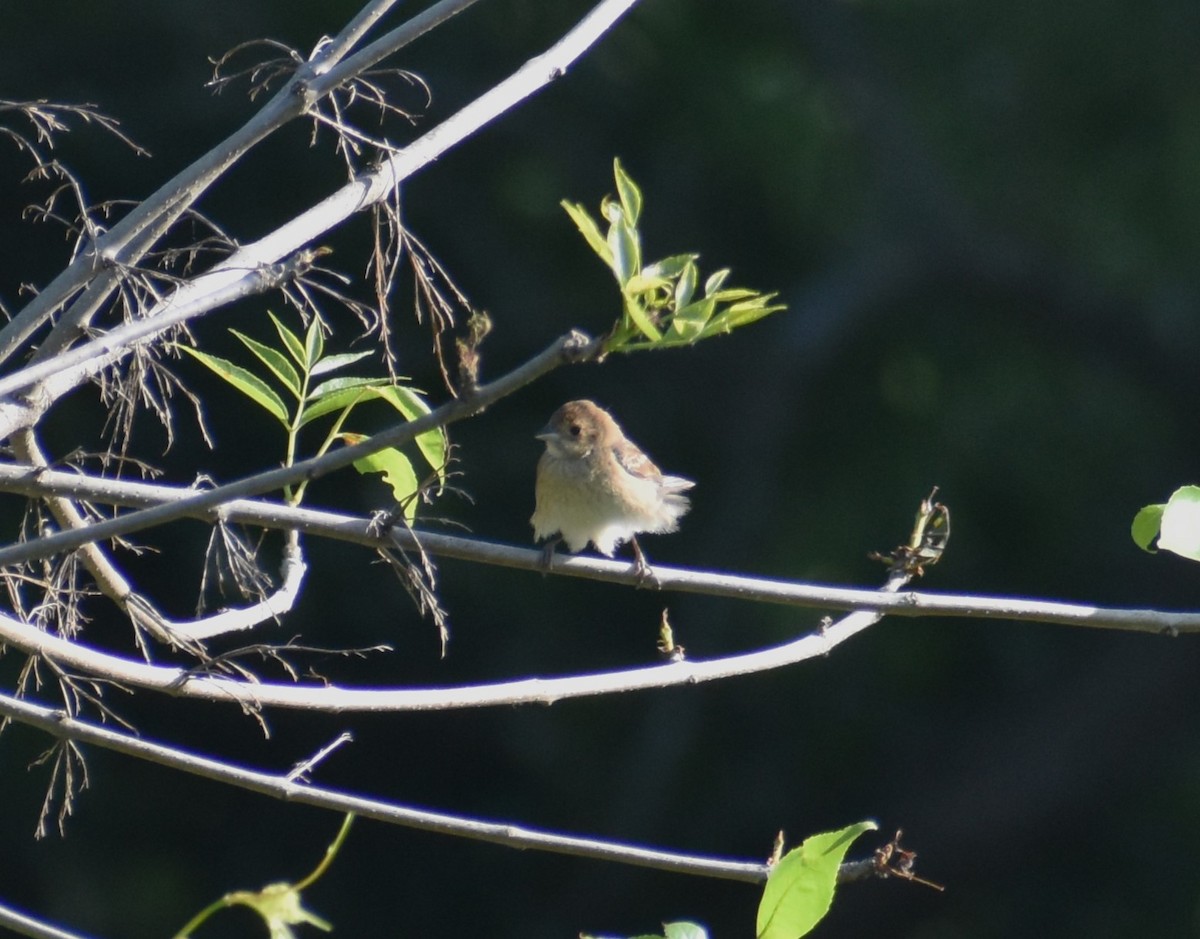 Indigo Bunting - ML584195711