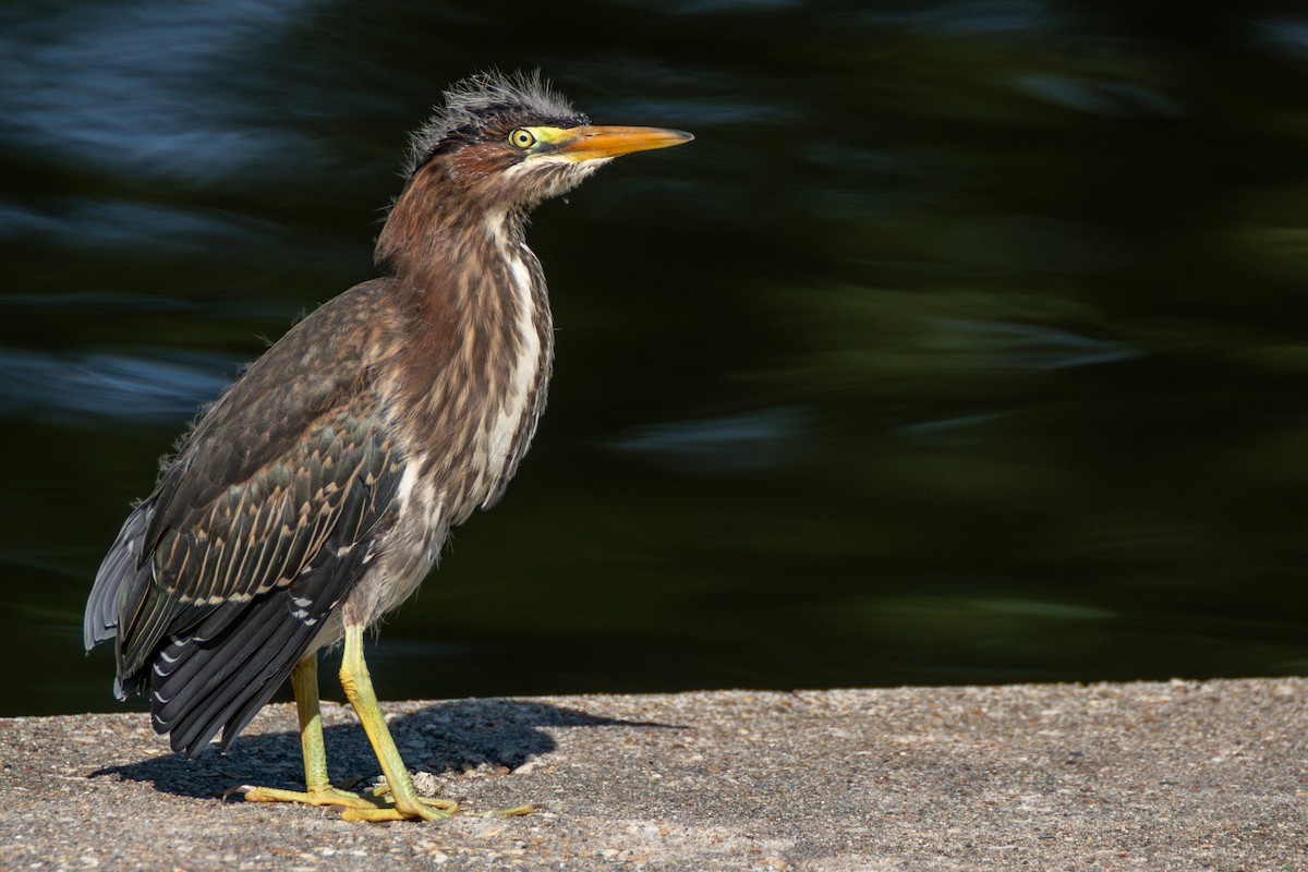 Green Heron - Percy Ulsamer