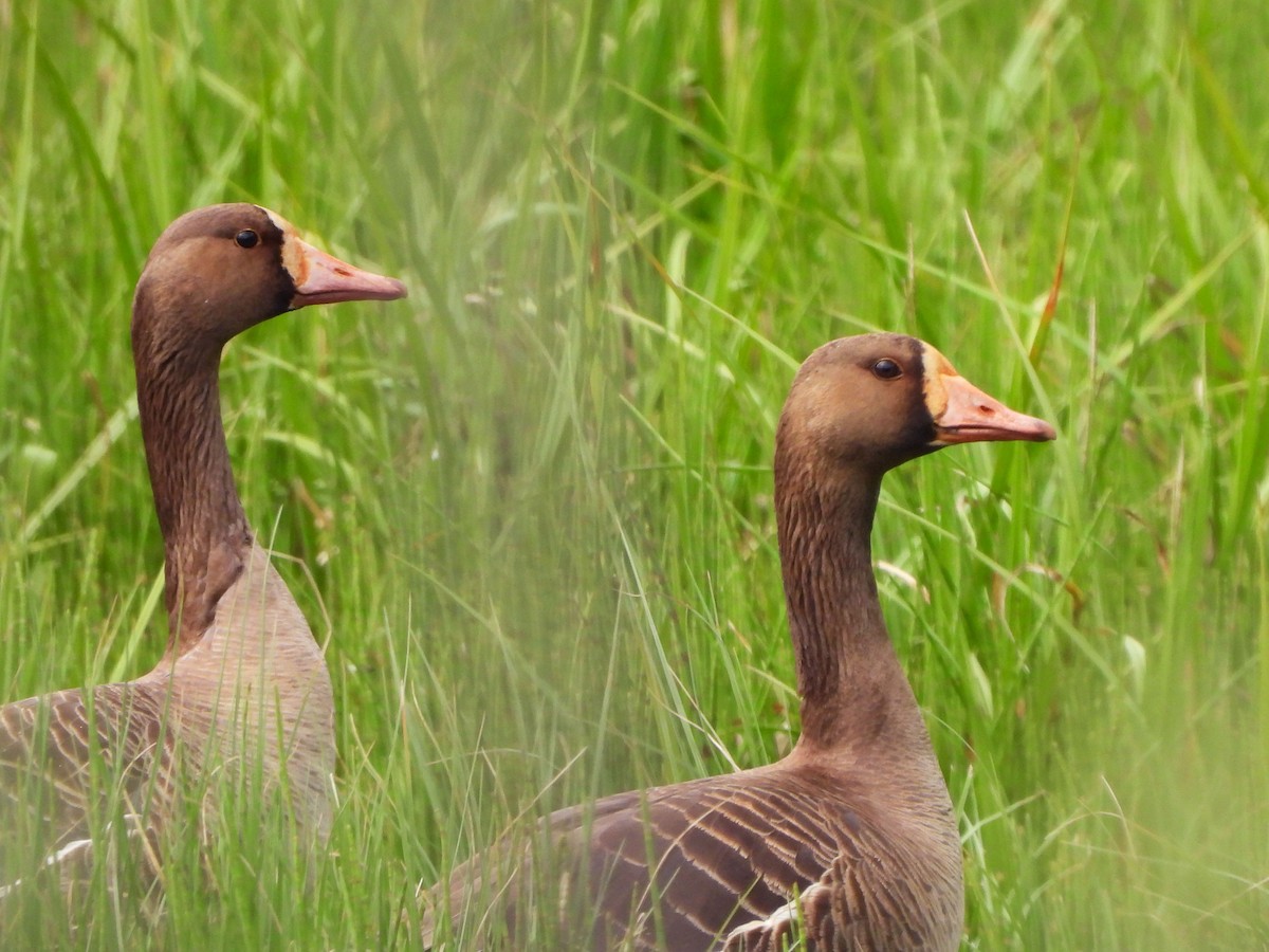 Greater White-fronted Goose - ML584196051