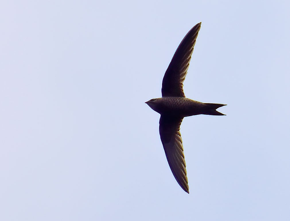 Mottled Swift - ML584196381