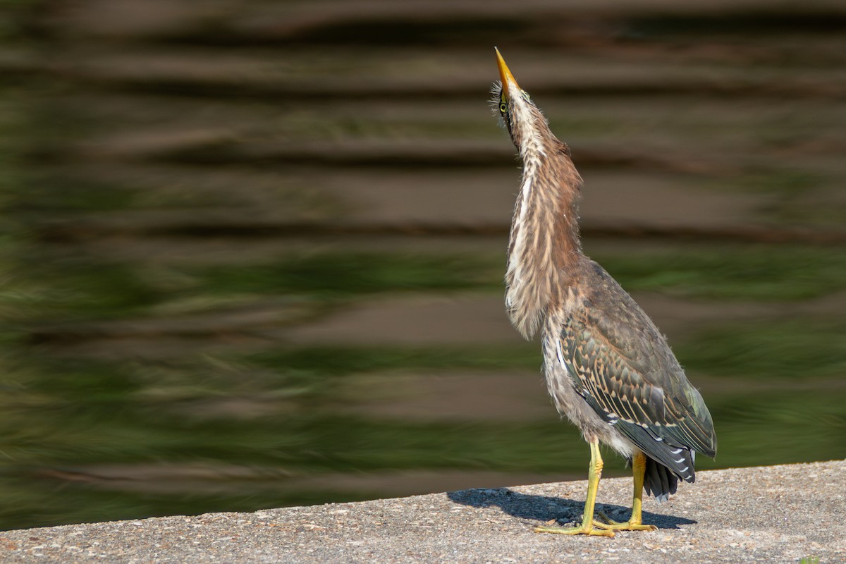 Green Heron - Percy Ulsamer