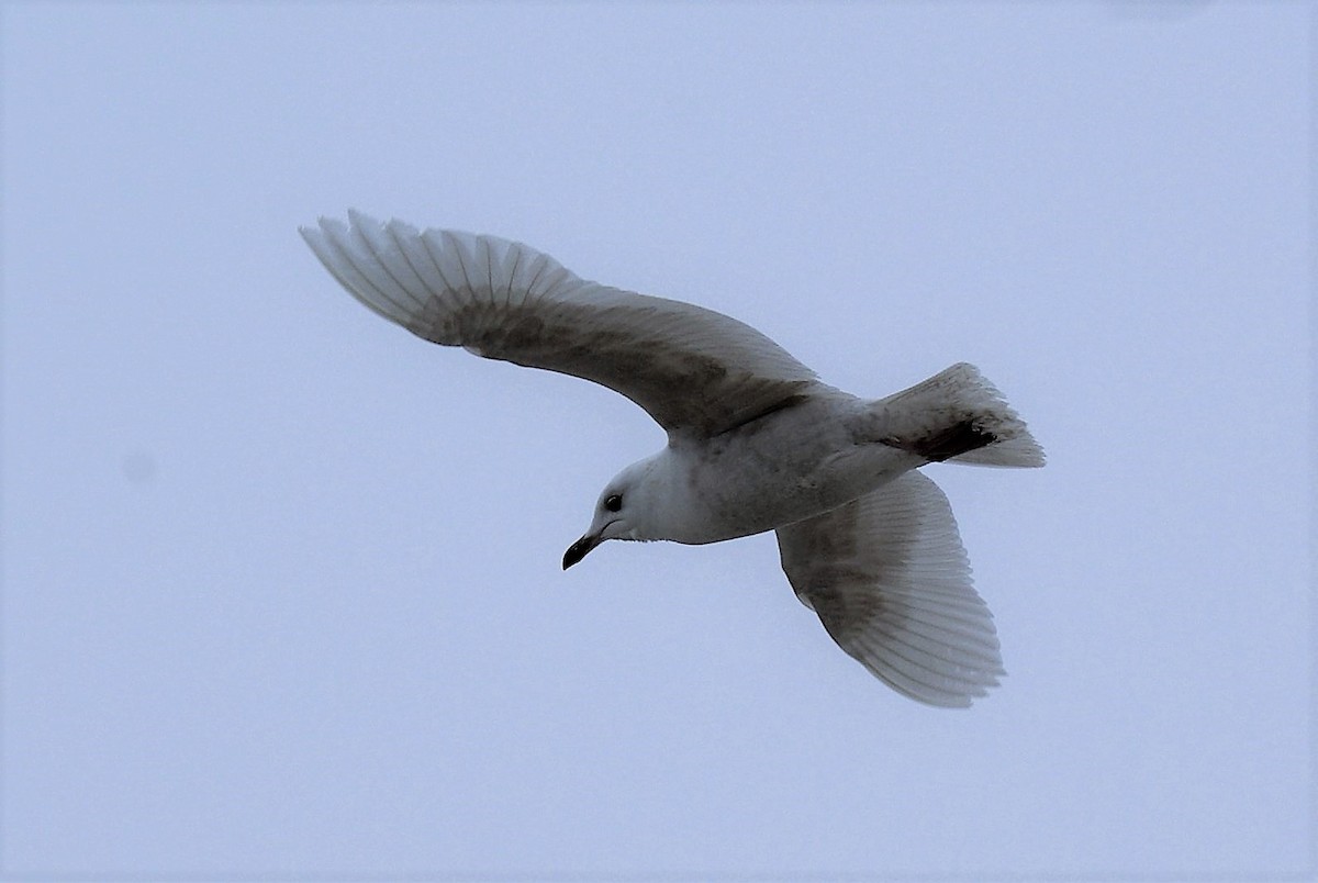 Iceland Gull (kumlieni/glaucoides) - Richard Staniforth