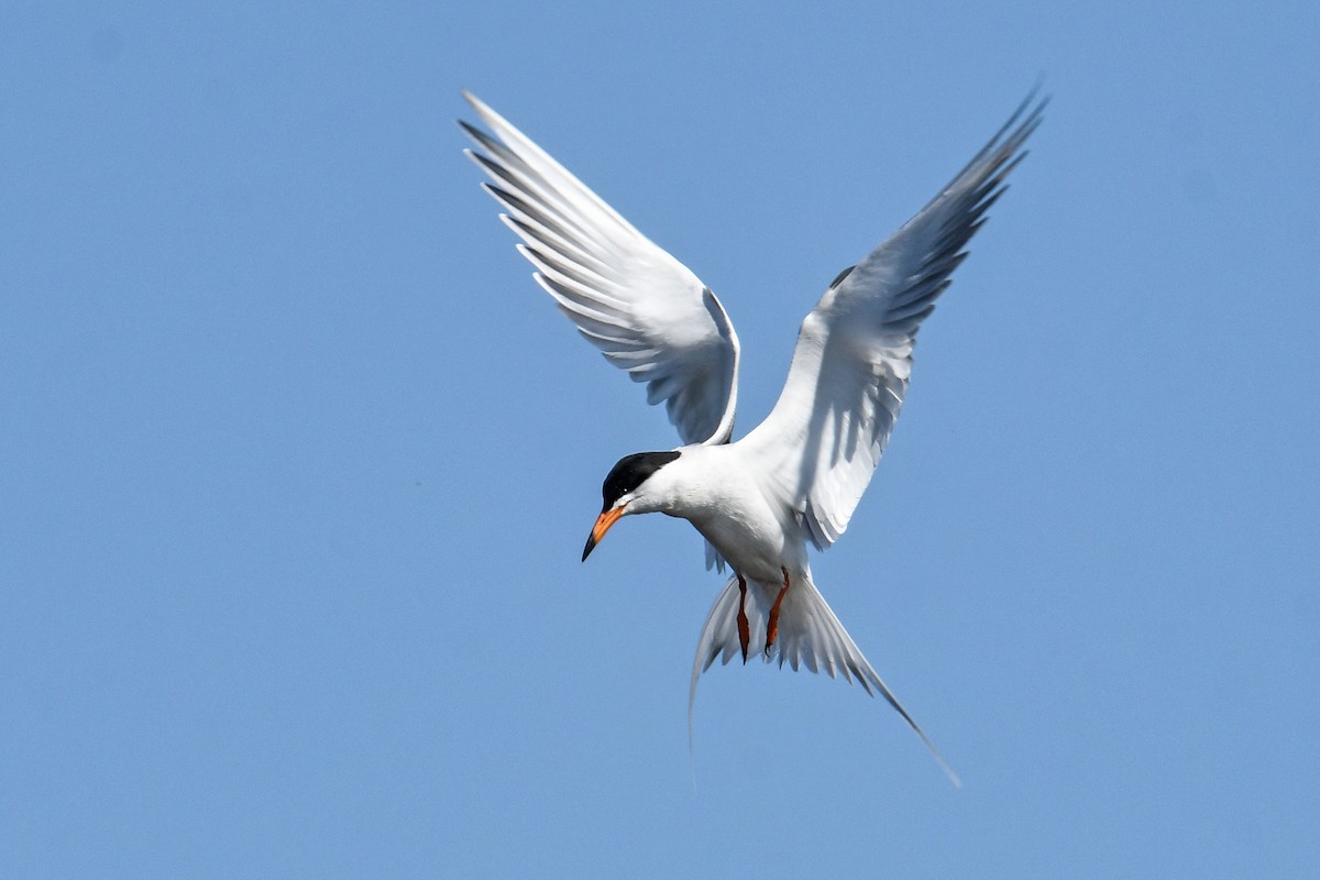 Forster's Tern - Dawn Gunderson