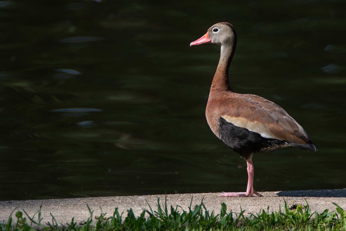 Black-bellied Whistling-Duck - Percy Ulsamer