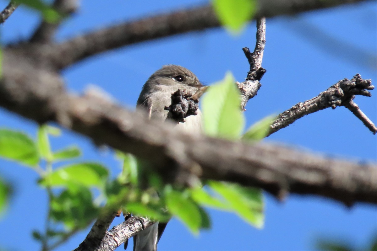 Western Flycatcher (Cordilleran) - ML584199801