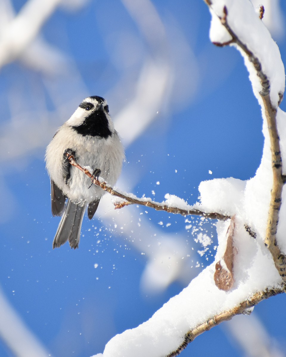 Mountain Chickadee - ML584200221