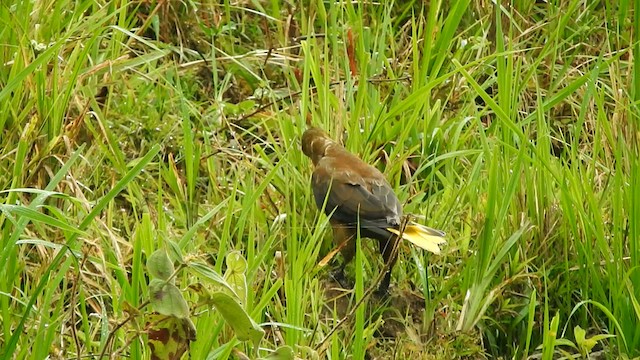 Russet-backed Oropendola - ML584200401