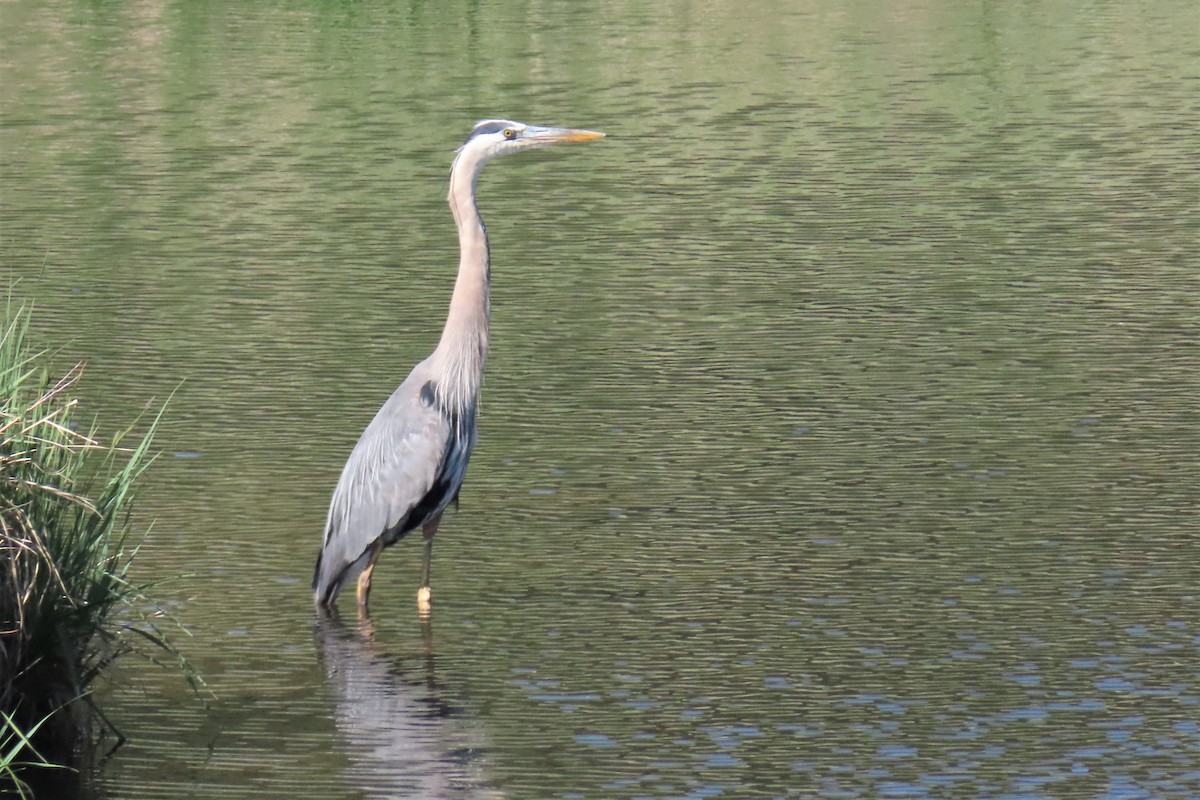 Great Blue Heron - ML584200501