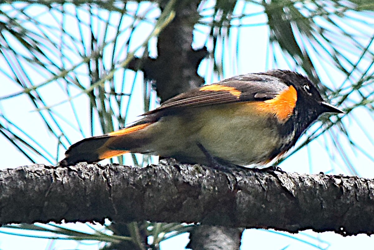 Rotschwanz-Waldsänger - ML584201931