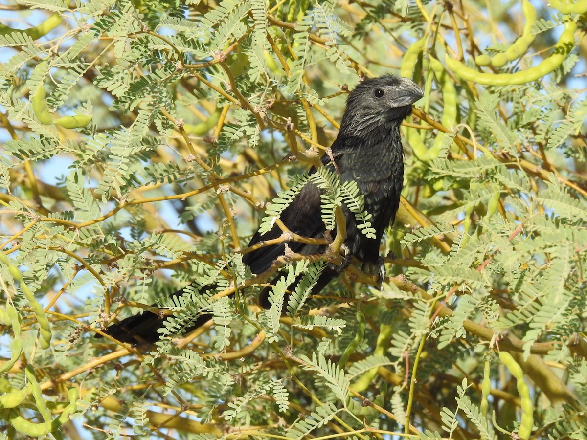 Groove-billed Ani - Brian Johnson