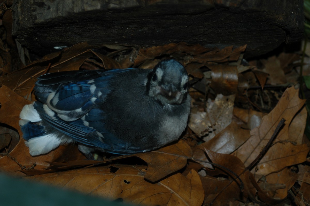 Blue Jay - ML584203091