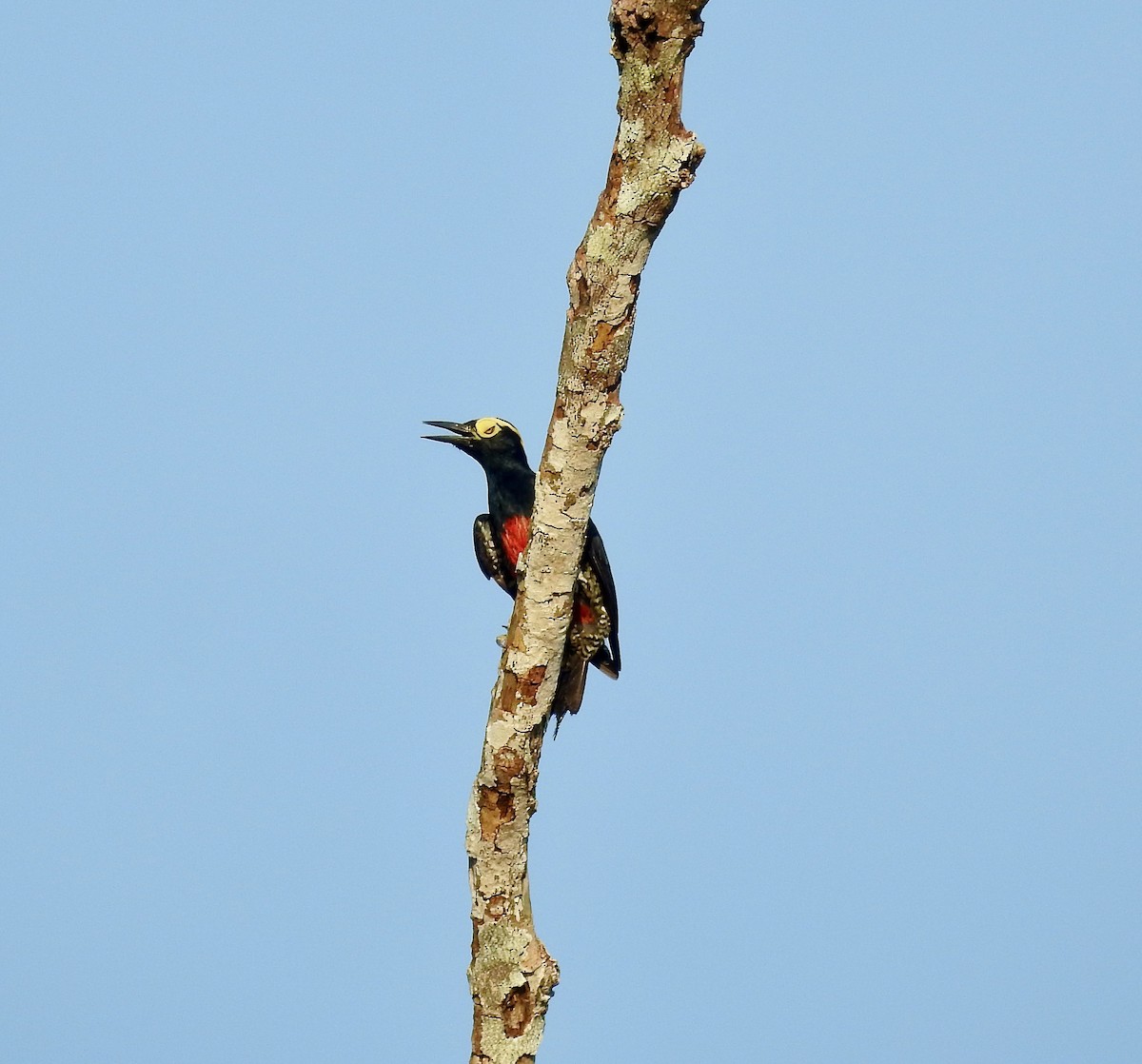 Yellow-tufted Woodpecker - ML584203261