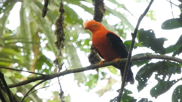 Gallito de las Rocas Peruano - ML584203591