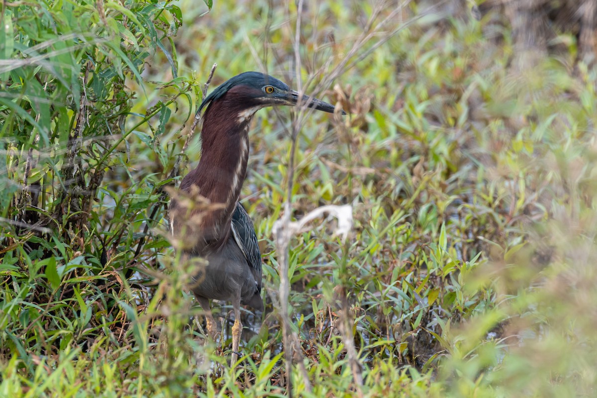 Green Heron - ML584203771