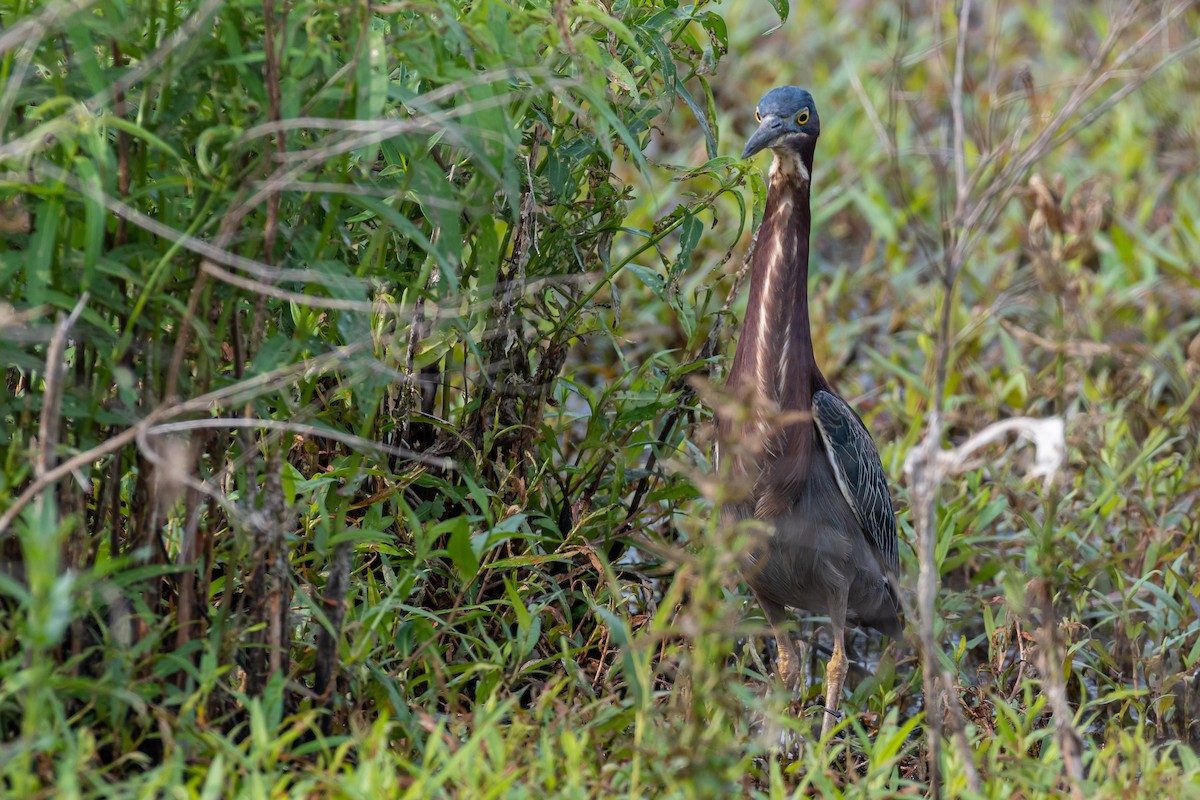 Green Heron - Lisa Nasta