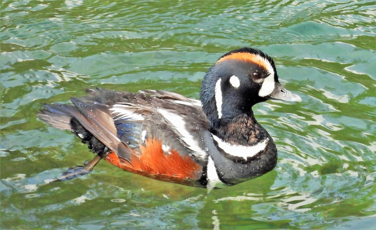 Harlequin Duck - Sharon Dewart-Hansen