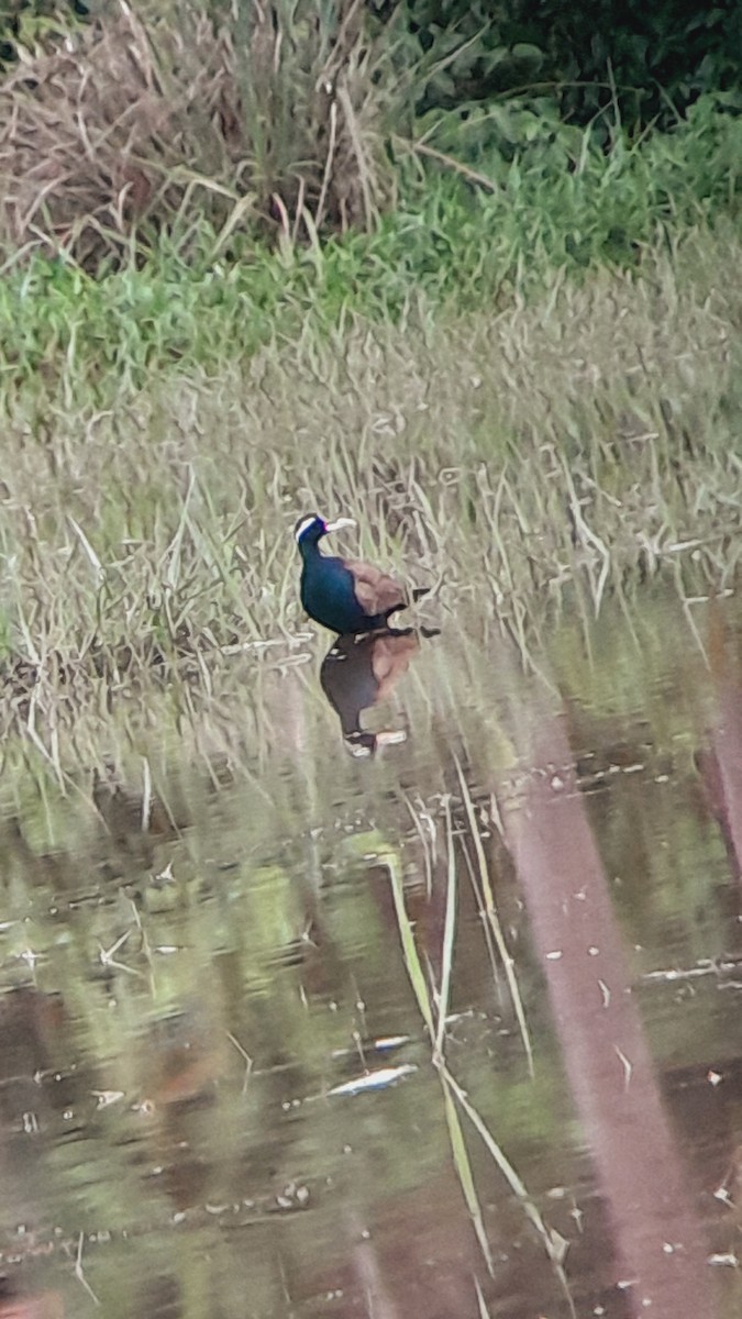 Bronze-winged Jacana - ML584204381