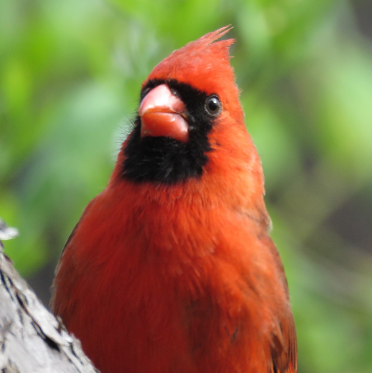 Cardinal rouge - ML58420461