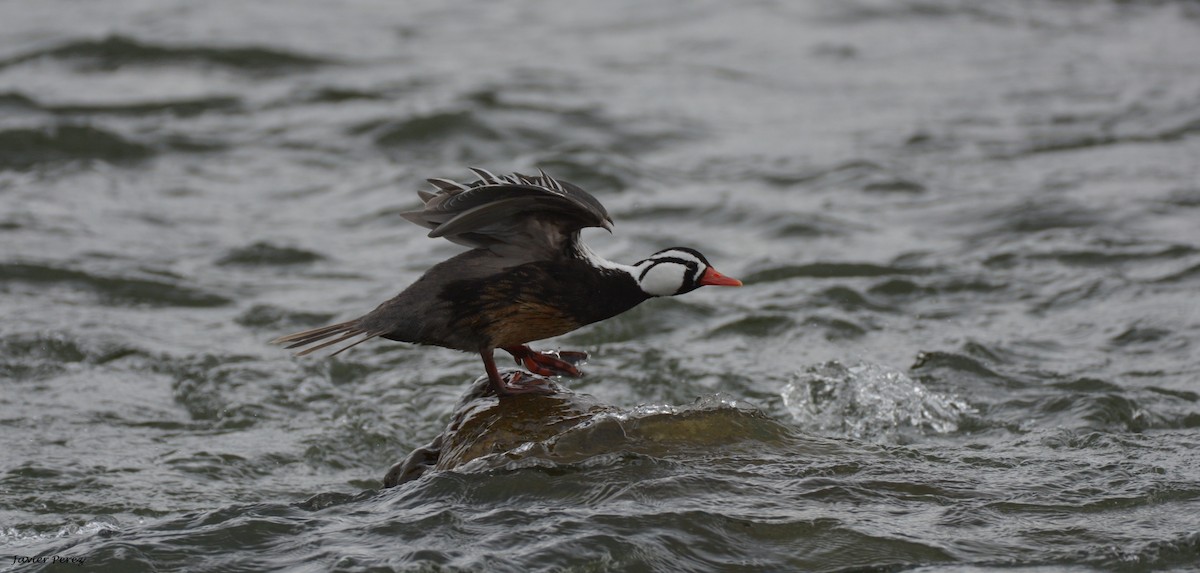 Torrent Duck - ML58420471