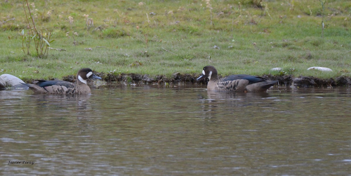 Spectacled Duck - ML58420581