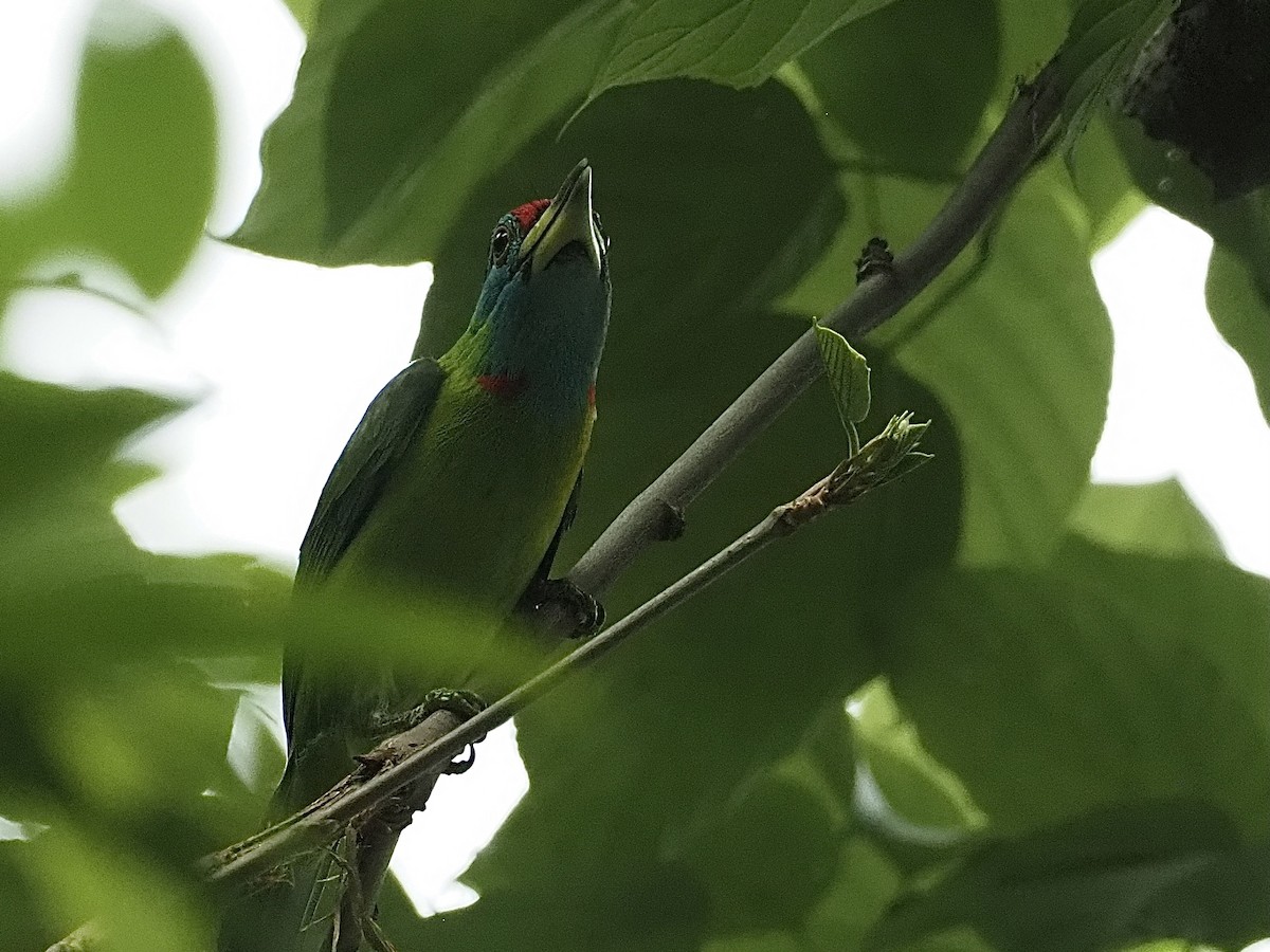 Blue-throated Barbet (Red-crowned) - ML584207431