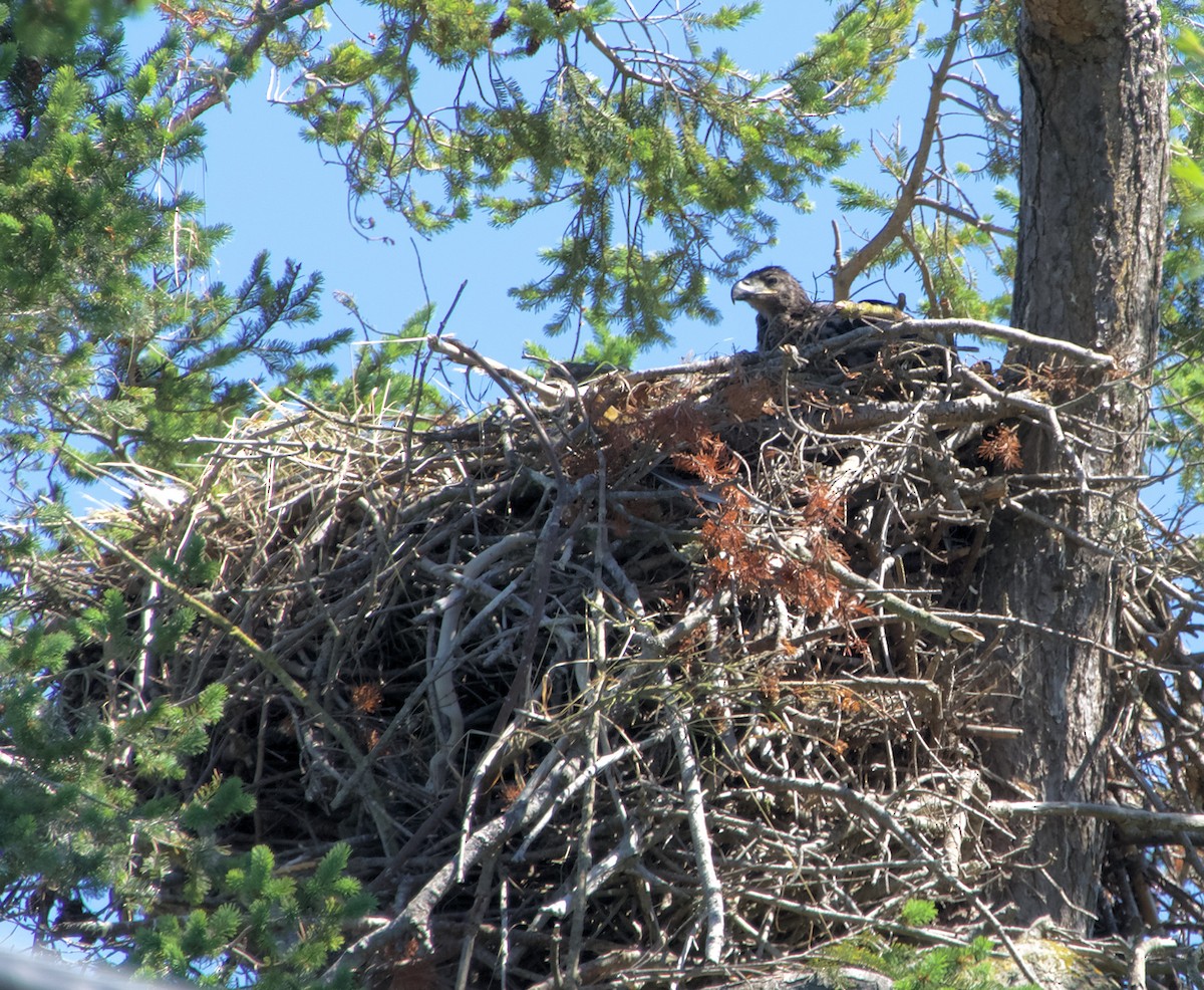 Bald Eagle - ML584207601