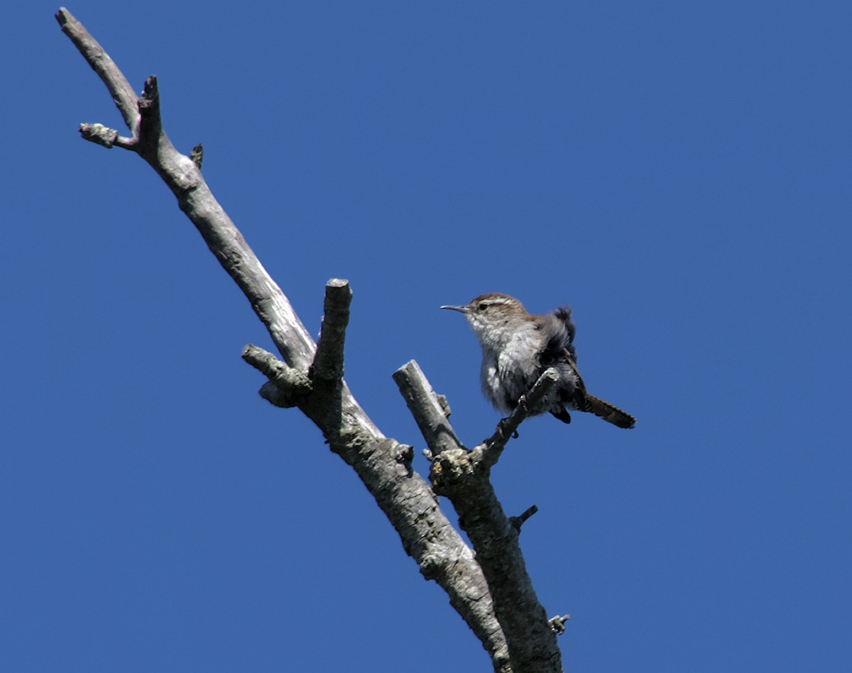 Bewick's Wren - ML584208021