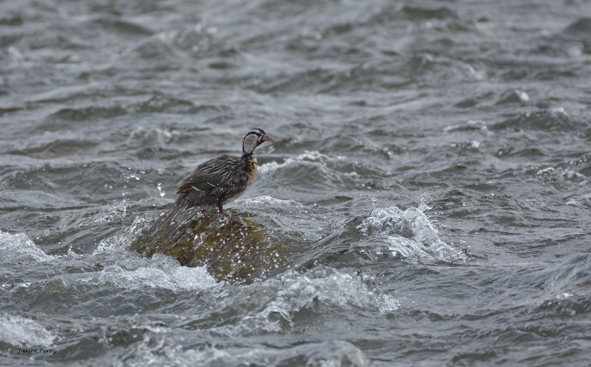 Torrent Duck - ML58420871