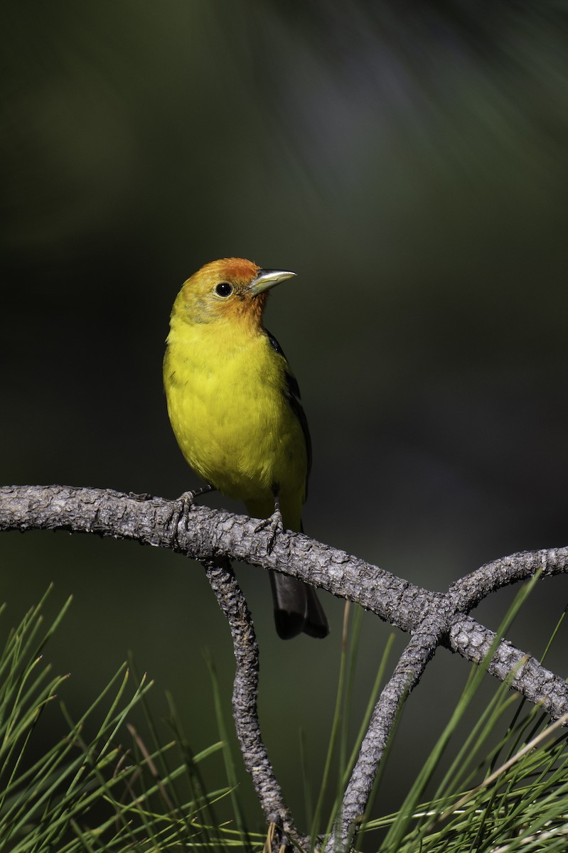 Western Tanager - Neil Rucker