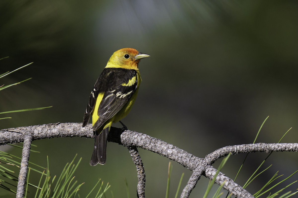 Western Tanager - Neil Rucker