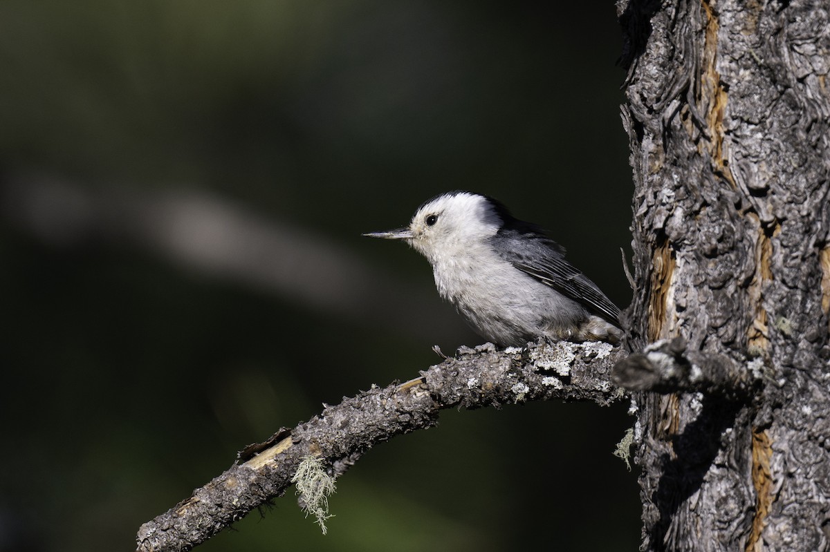 White-breasted Nuthatch - Neil Rucker