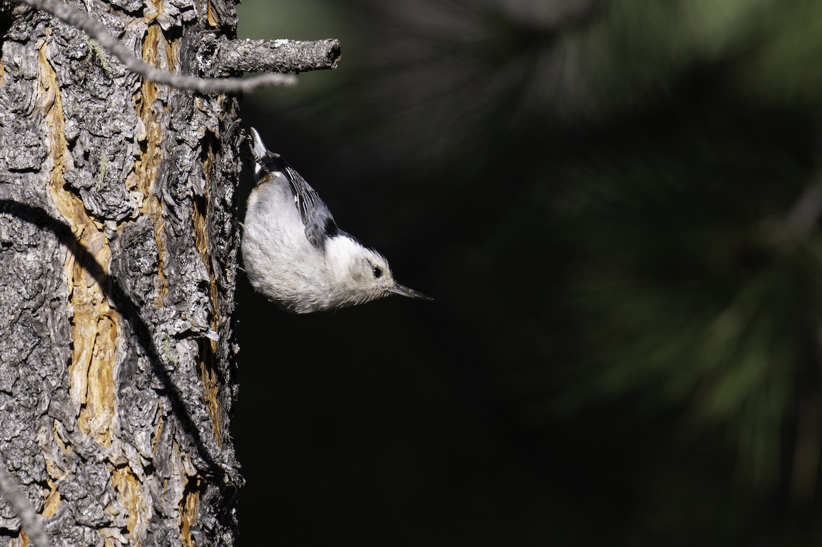 White-breasted Nuthatch - Neil Rucker