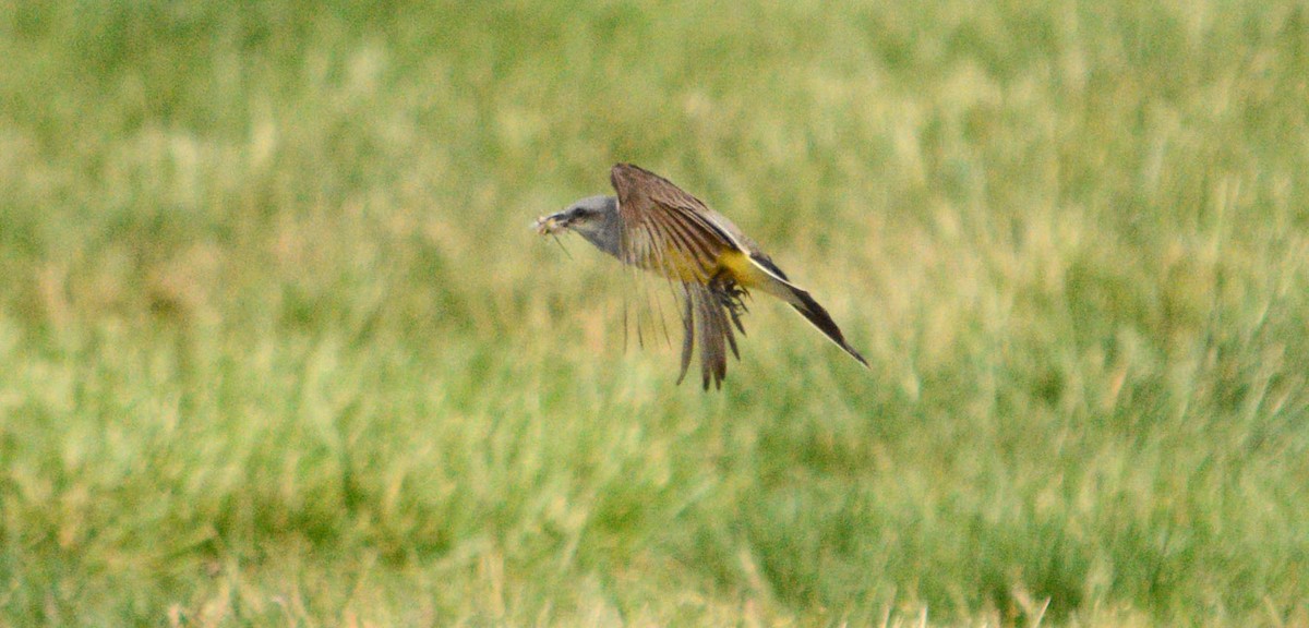 Western Kingbird - ML58421041