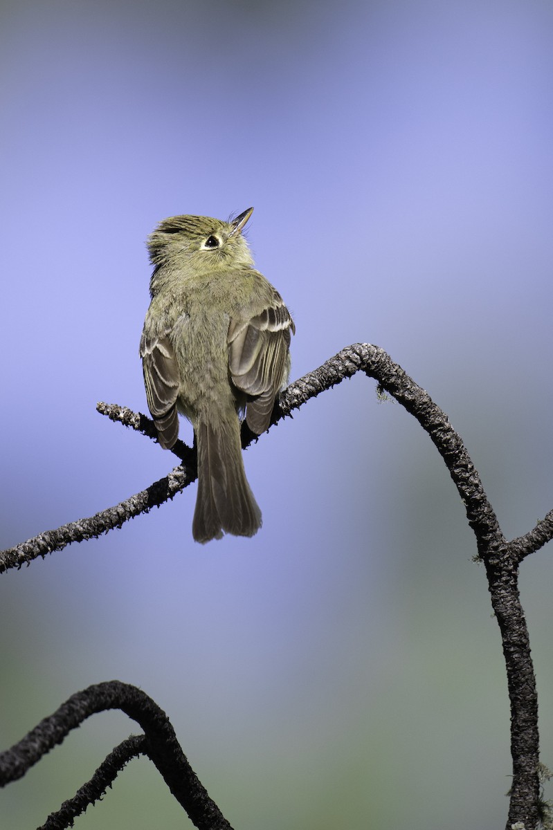 Western Flycatcher (Cordilleran) - Neil Rucker