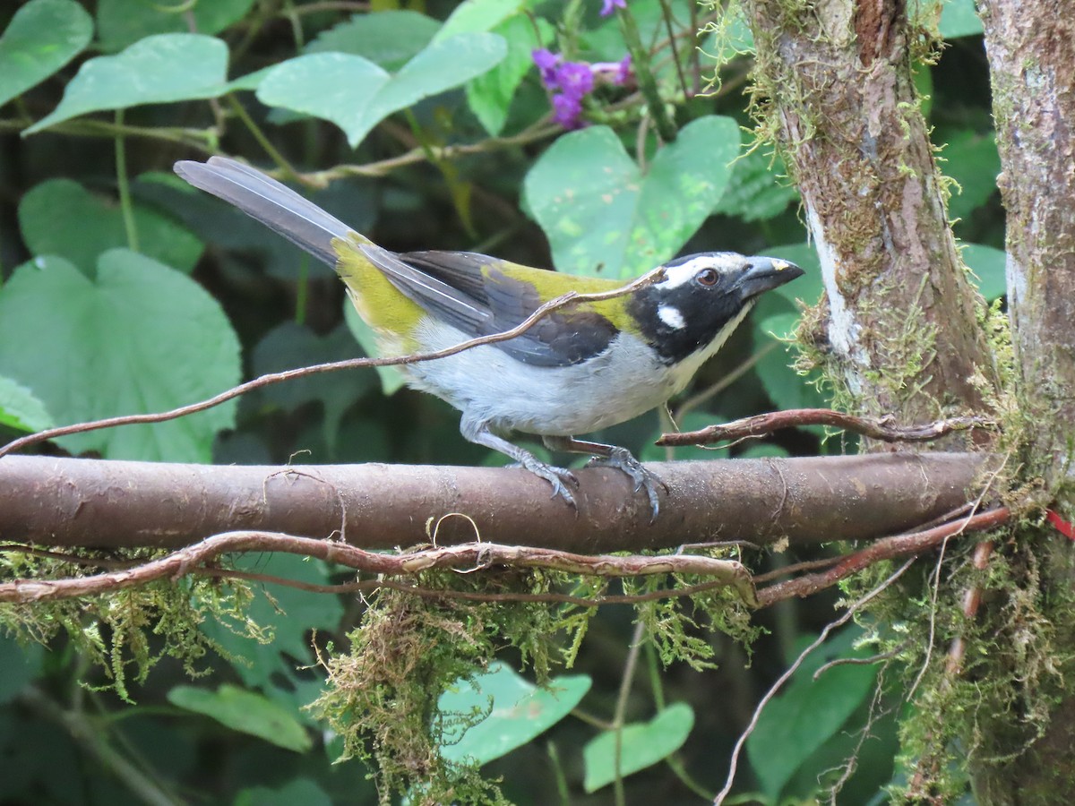 Saltator à ailes noires - ML584210461