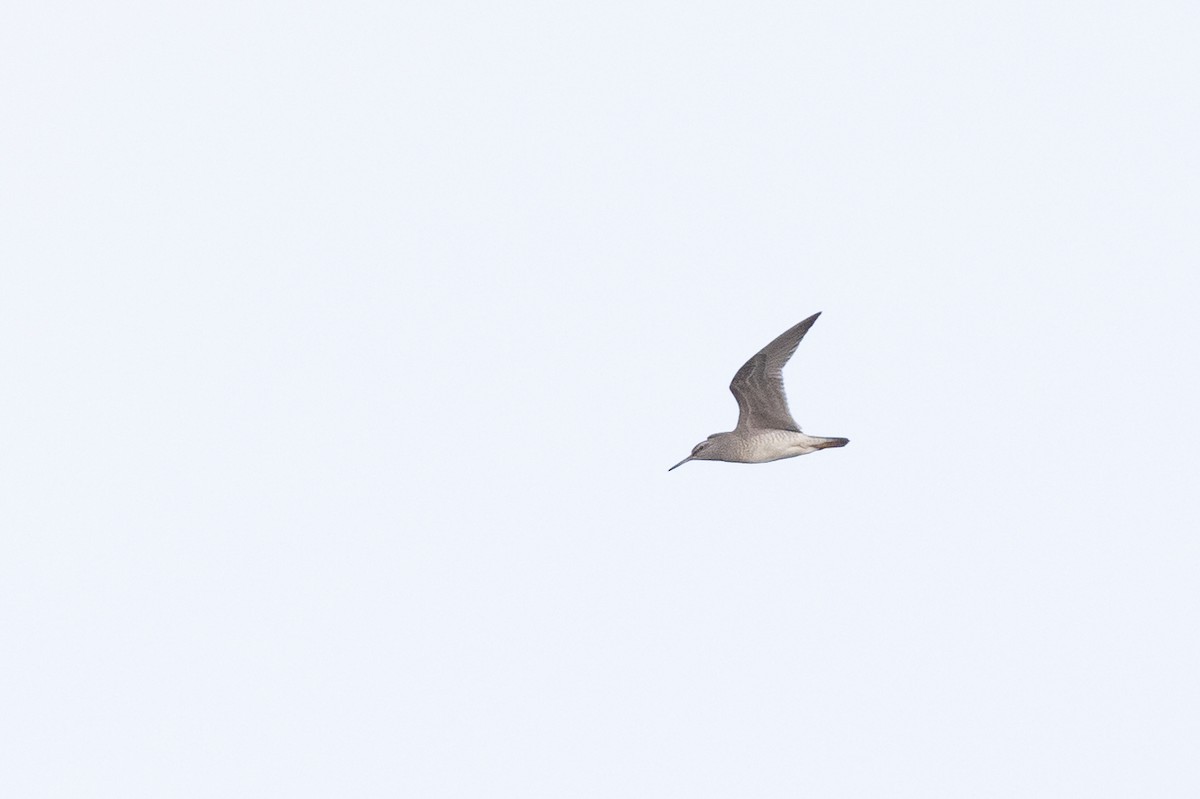 Gray-tailed Tattler - ML584210991