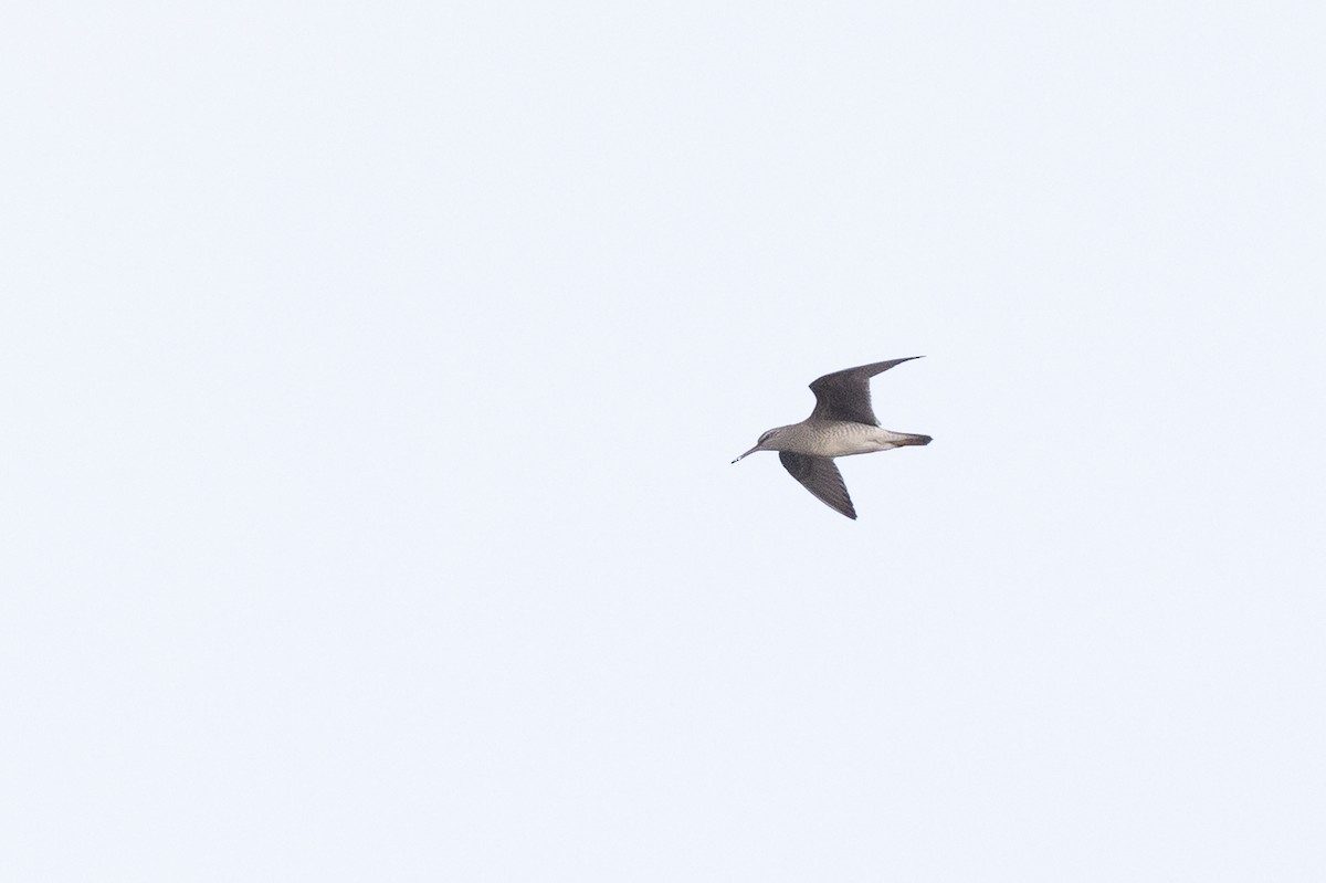 Gray-tailed Tattler - ML584211001