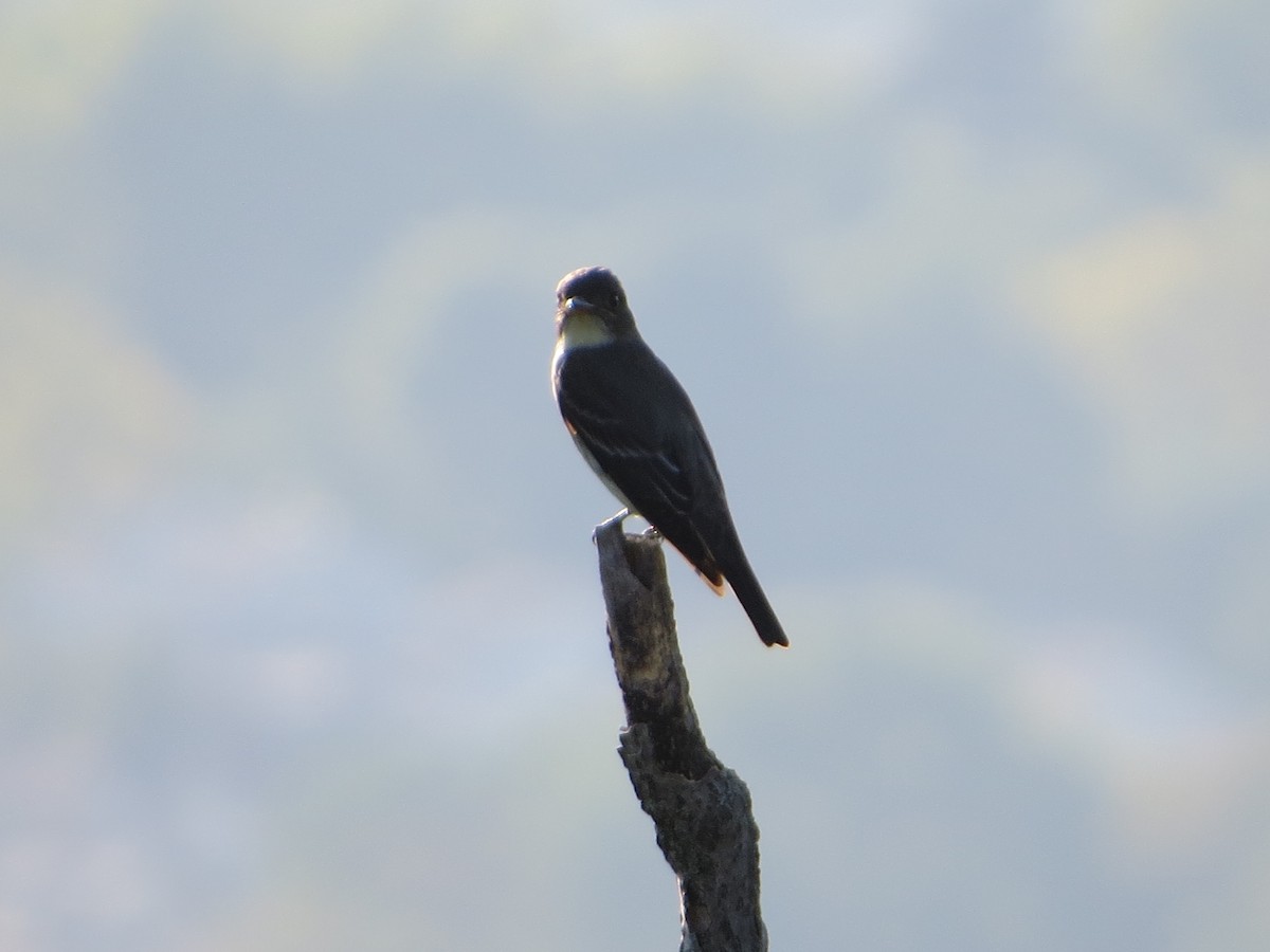 Olive-sided Flycatcher - ML58421101