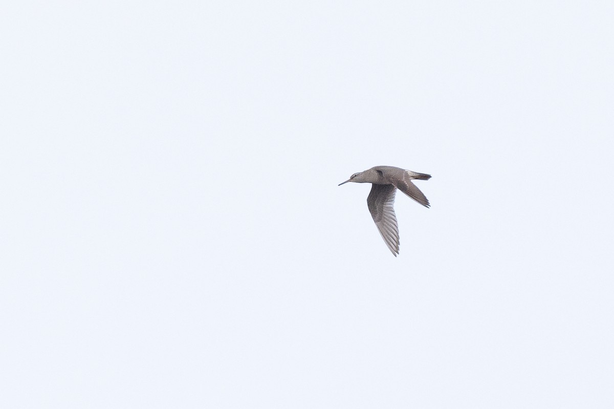 Gray-tailed Tattler - ML584211011