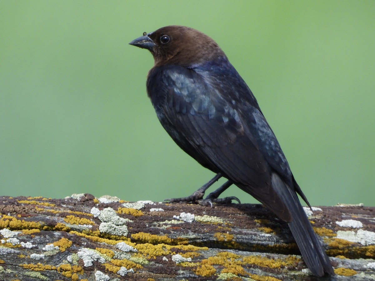 Brown-headed Cowbird - ML584212281