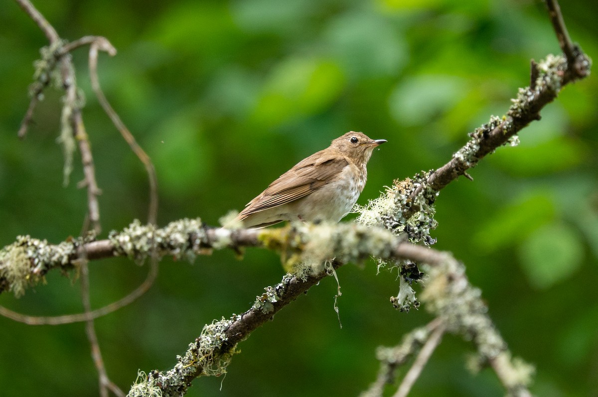 Swainson's Thrush - ML584213001