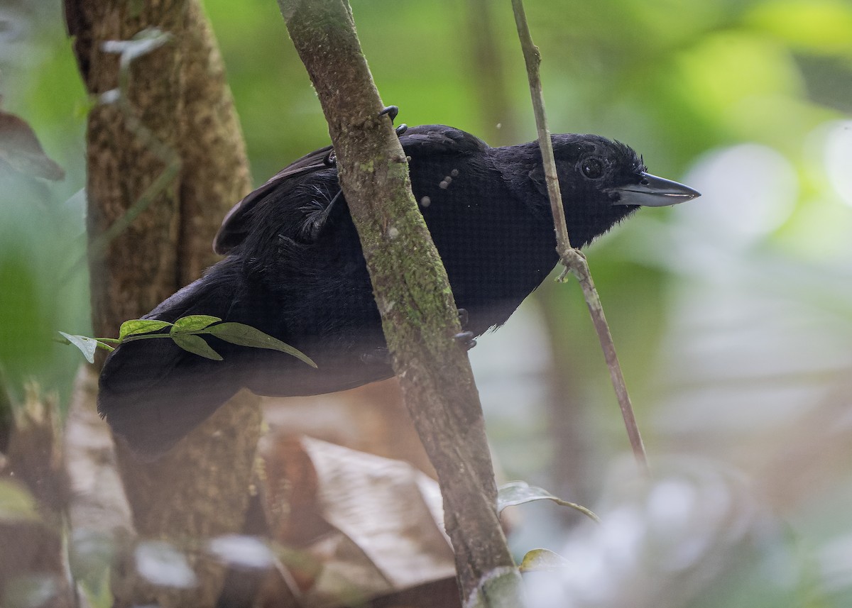 Black Bushbird - ML584213041