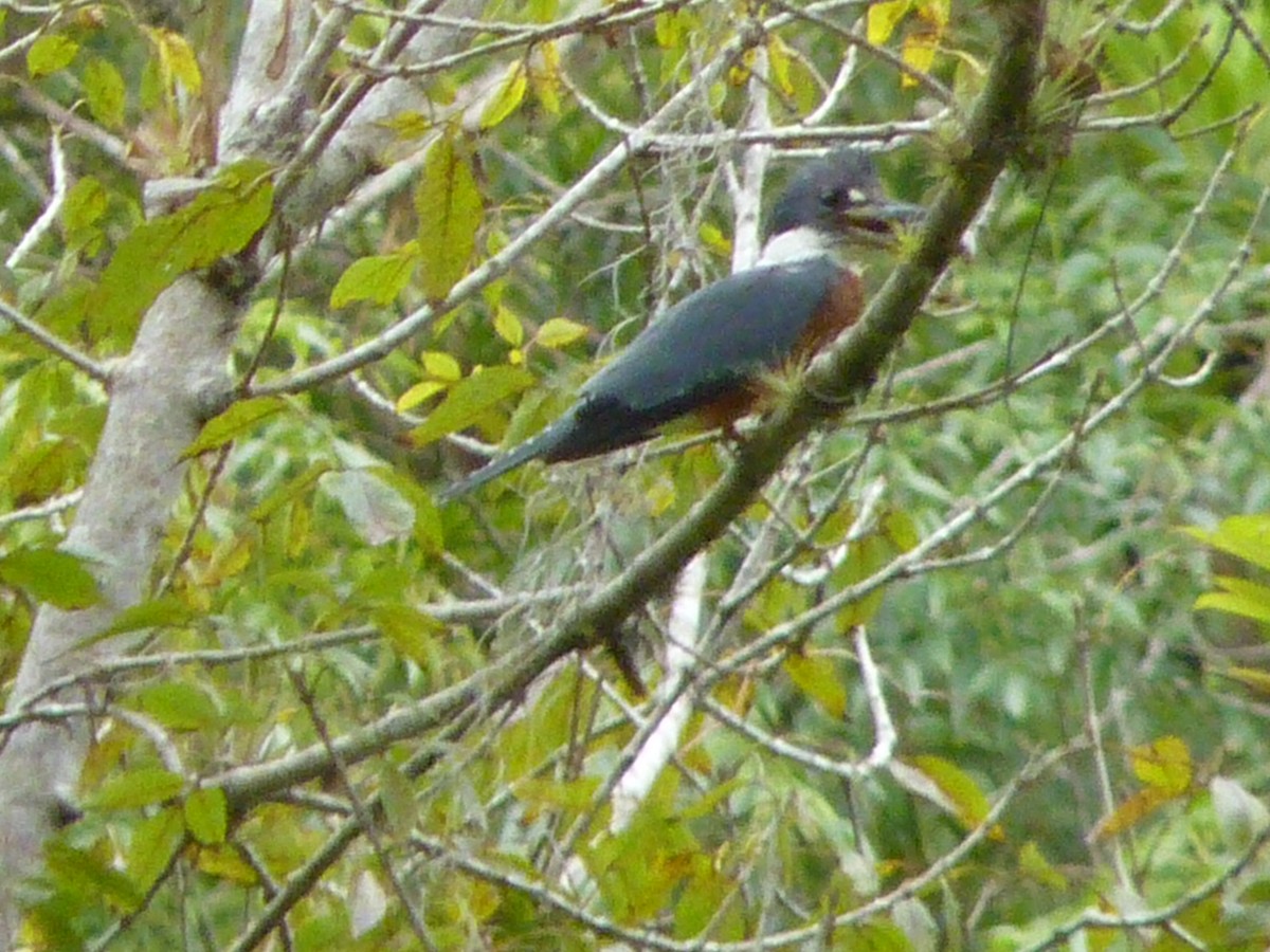 Ringed Kingfisher - ML584213121