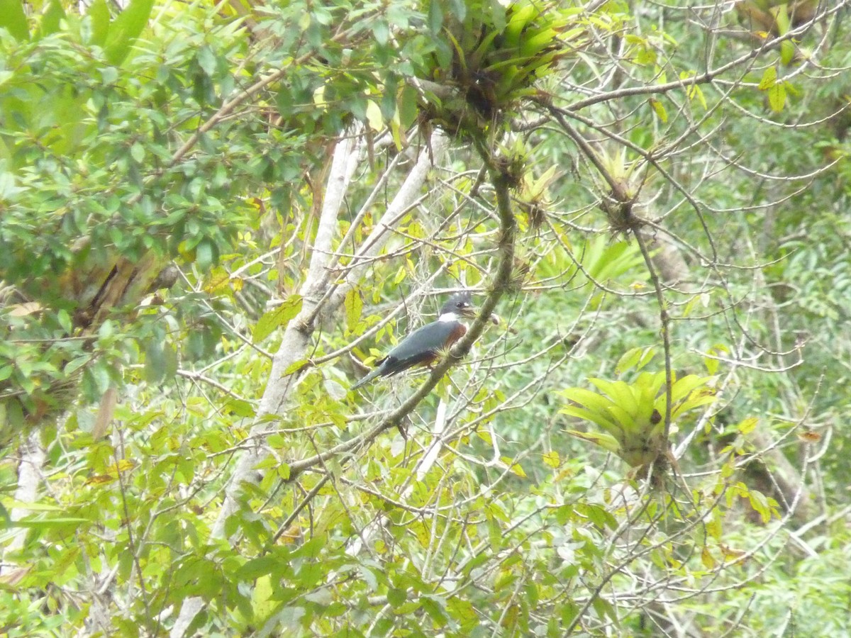 Ringed Kingfisher - ML584213131