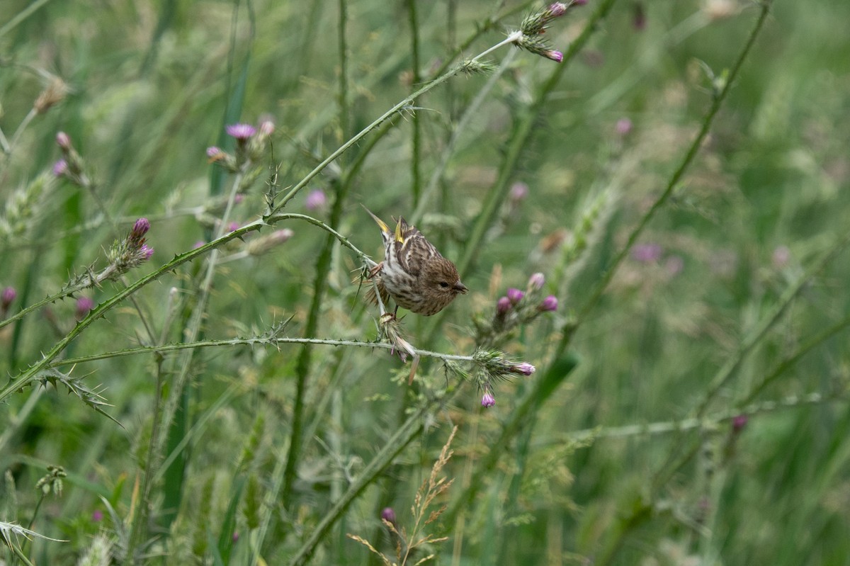 Pine Siskin - ML584213201